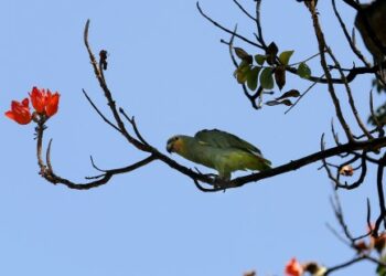 «Listado positivo», una propuesta para controlar las especies invasoras