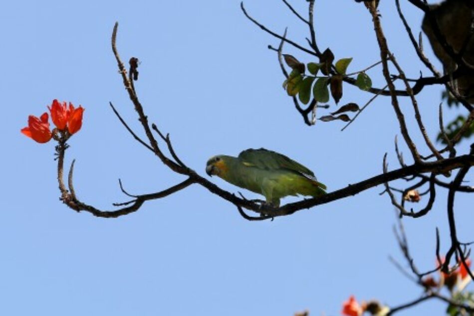 «Listado positivo», una propuesta para controlar las especies invasoras