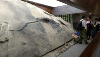 El festín de un reptil del Triásico cambia lo que sabemos de los depredadores prehistóricos