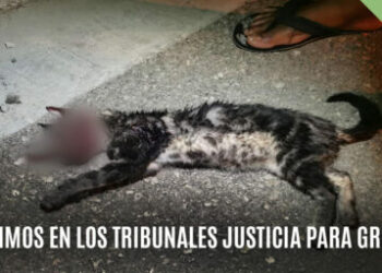 PACMA se personará como acusación particular en el caso del gato torturado y matado en Manacor