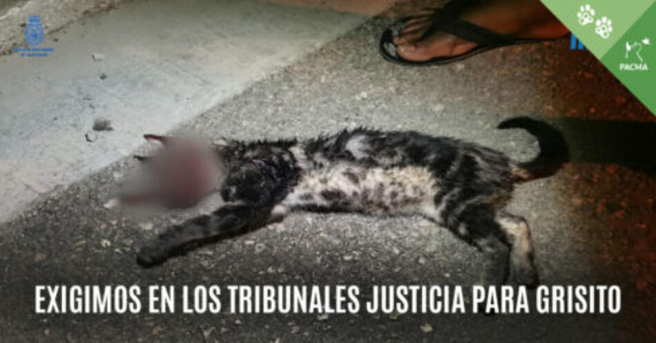 PACMA se personará como acusación particular en el caso del gato torturado y matado en Manacor