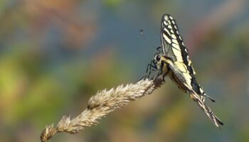 Salvemos Cabana prepara un nuevo catálogo sobre la biodiversidad de la Costa da Morte