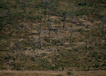 Un año desde el gran fuego que asoló la Amazonía