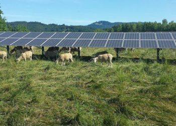 EQUO Cádiz VERDES advierte de la inexistencia de un Plan para la implantación de paneles solares en tierras agrícolas/ganaderas