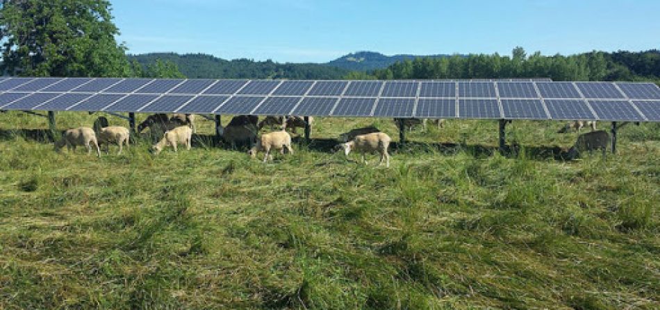 EQUO Cádiz VERDES advierte de la inexistencia de un Plan para la implantación de paneles solares en tierras agrícolas/ganaderas