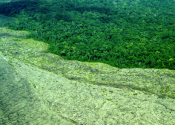 Cumbre de la ONU sobre biodiversidad: Amigos de la Tierra insta a los líderes mundiales a respaldar normas vinculantes para evitar que las corporaciones destrocen el mundo natural