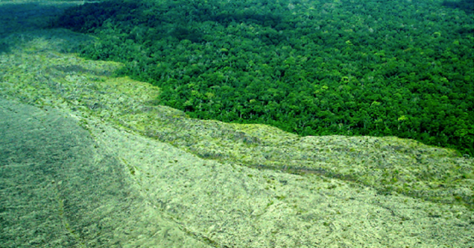 Cumbre de la ONU sobre biodiversidad: Amigos de la Tierra insta a los líderes mundiales a respaldar normas vinculantes para evitar que las corporaciones destrocen el mundo natural