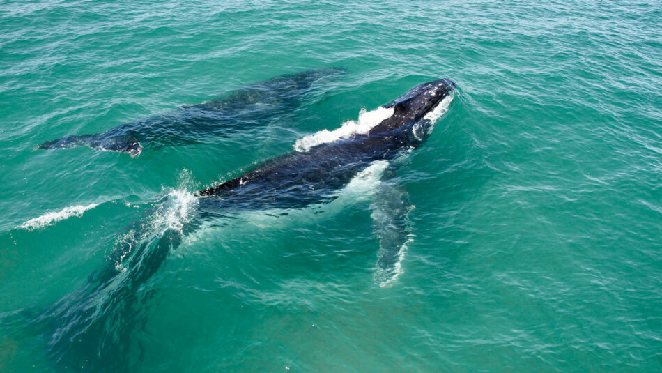 Ballenas jorobadas toman el camino equivocado y terminan en un río infestado de cocodrilos