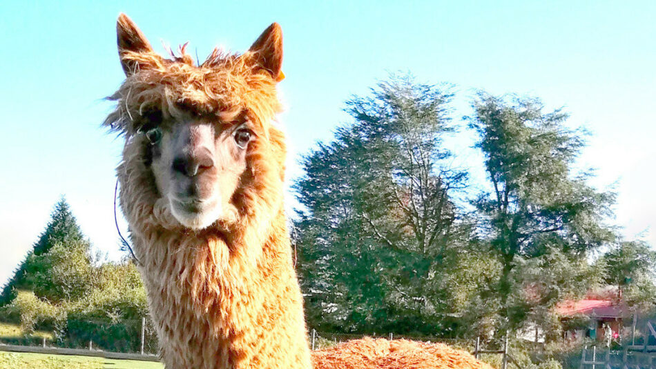 W25, el poderoso «superanticuerpo» de alpaca descubierto por científicos chilenos capaz de neutralizar el coronavirus