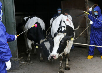 Más de 3.200 infectados de brucelosis en China tras una fuga en una biofarmacéutica