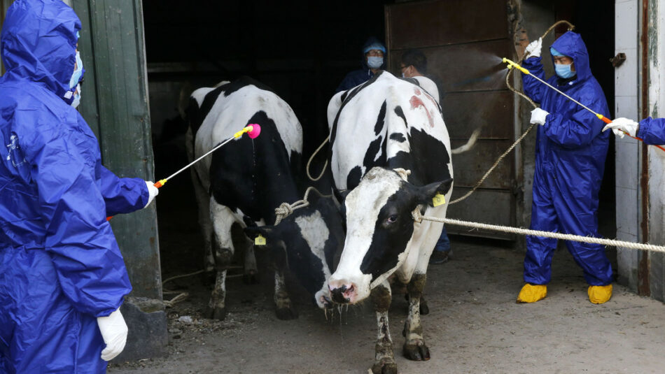 Más de 3.200 infectados de brucelosis en China tras una fuga en una biofarmacéutica