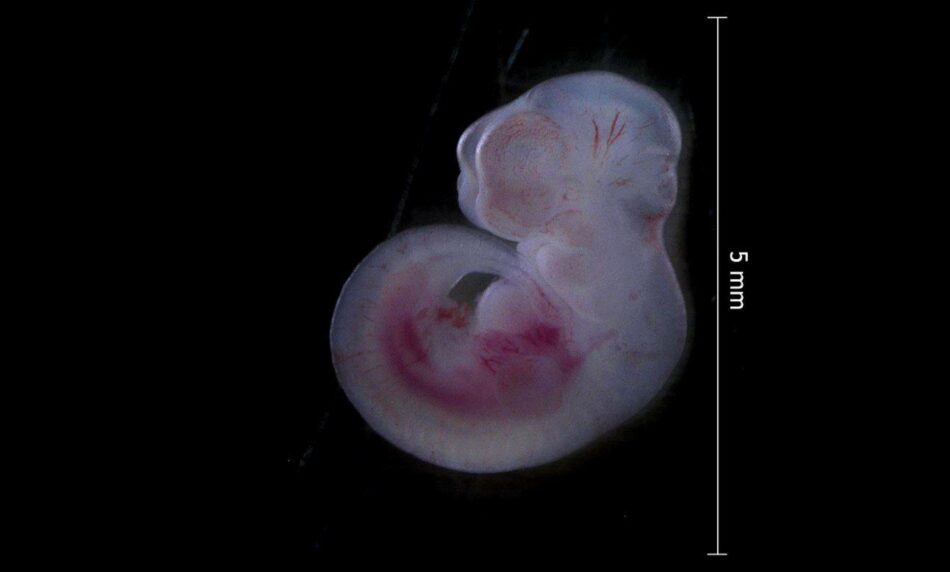 Descubierto el ‘reloj’ que marca la velocidad del desarrollo embrionario