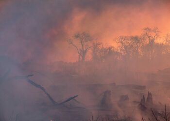 Ecologistas en Acción exige medidas drásticas y urgentes para detener la pérdida de biodiversidad