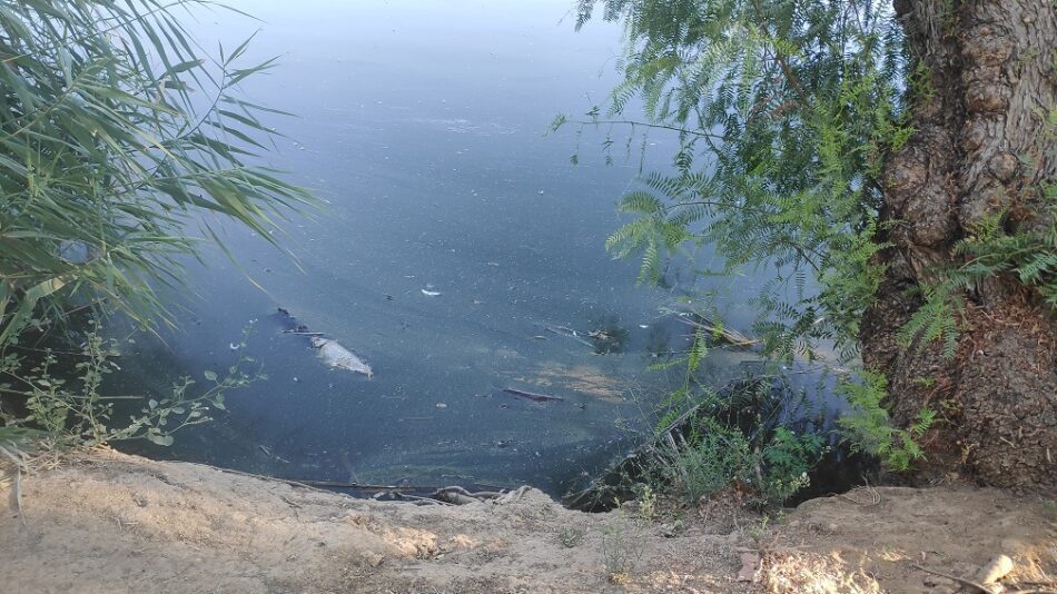 Adelante Sevilla alerta de la existencia de peces muertos, malos olores y suciedad en los estanques del Parque Miraflores