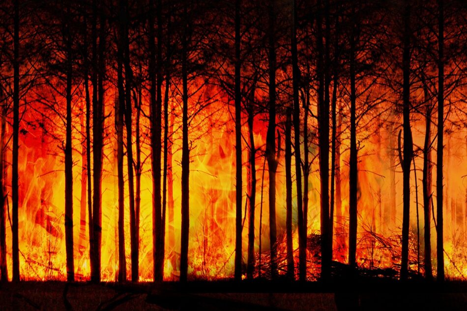 O problema dos incendios forestais segue sen abordarse a nivel galego, denuncia a SGHN