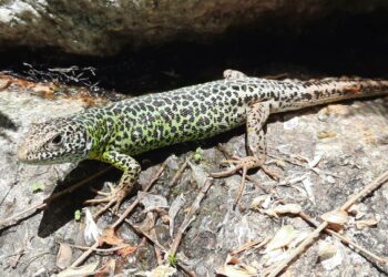 La crisis climática envejece a peces, anfibios y reptiles