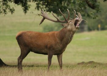 Ecologistas Extremadura piden a María Guardiola que rectifique respecto a la caza en el Parque Nacional de Monfragüe