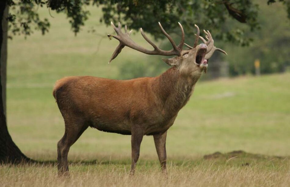 El Defensor del Pueblo pide a la Junta de Extremadura que dejen de celebrarse monterías dentro del Parque Nacional de Monfragüe