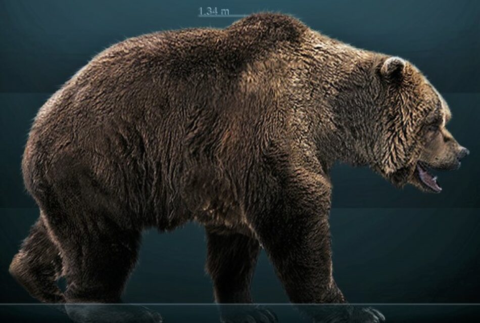 Hallan en Rusia los restos intactos de un oso de las cavernas