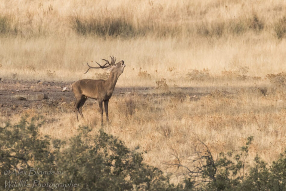 Ecologistas Extremadura quieren que se deje de autorizar la caza de ciervos durante la Berrea