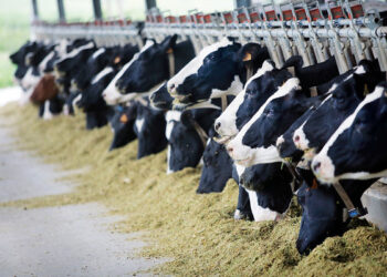El gobierno reconoce que la ganadería española es ya la cuarta europea en emisiones