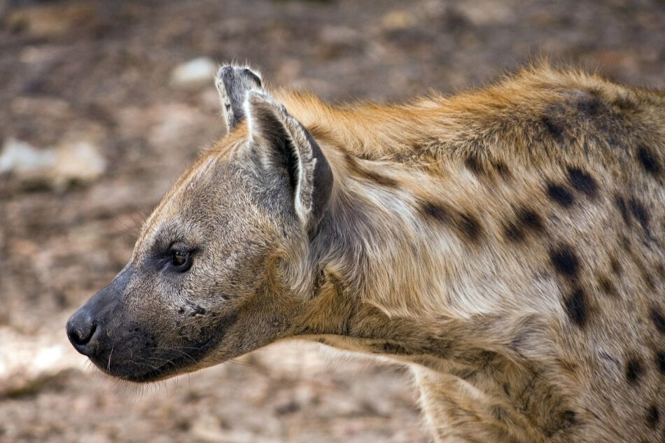 El ‘amor-odio’ entre leones y hienas o cómo compiten por la carroña