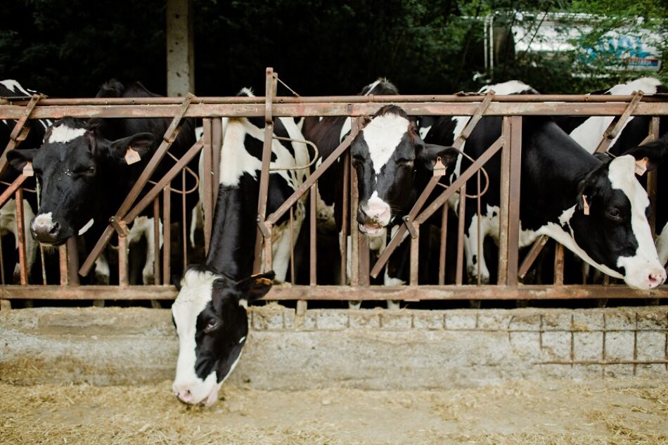 “No toda la carne que consumimos impacta igual en el cambio climático” afirma un nuevo estudio publicado hoy