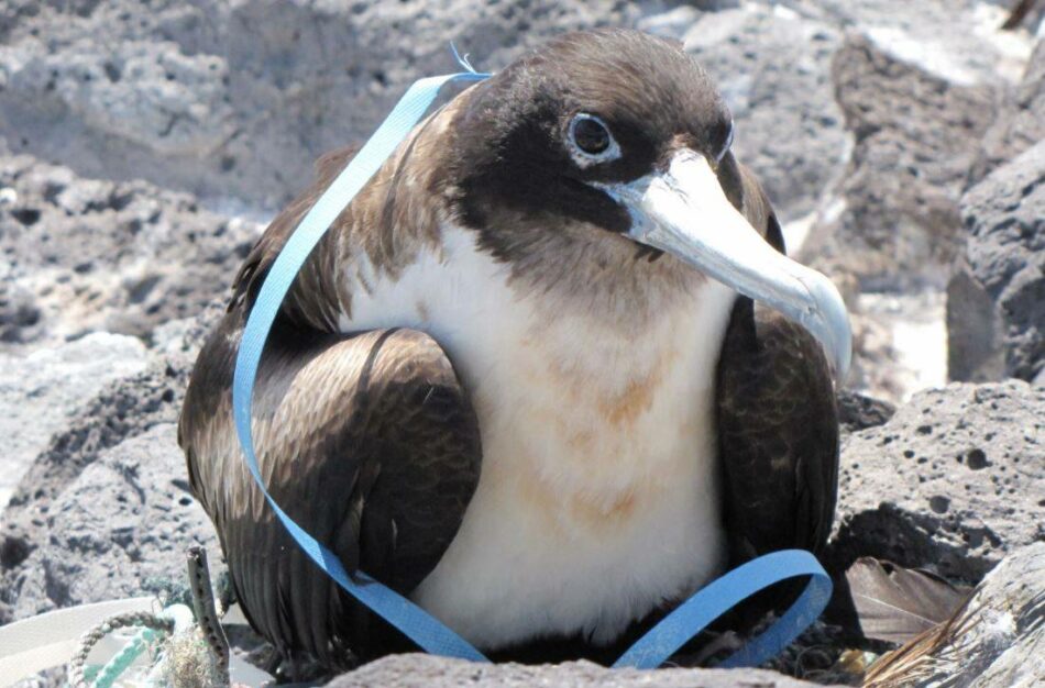 Los plásticos amenazan incluso a las aves marinas de las zonas más remotas