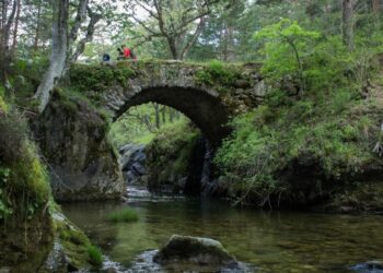 Ecologistas en Acción solicita la expropiación del Pinar de los Belgas y su inclusión en el Parque Nacional de Guadarrama