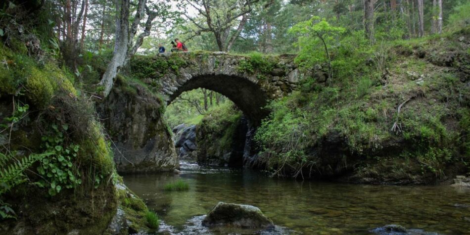 Ecologistas en Acción solicita la expropiación del Pinar de los Belgas y su inclusión en el Parque Nacional de Guadarrama