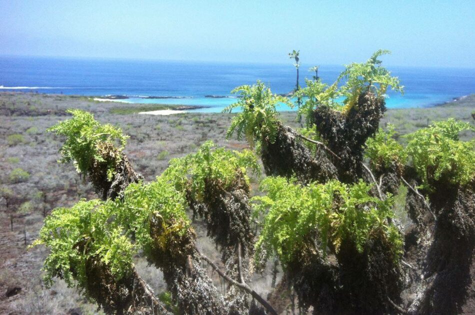 Así se produjo la explosiva diversificación de las margaritas gigantes de Darwin