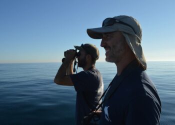 Bruno Díaz López, director del Instituto de Investigación Bottlenose Dolphin: “Se le está dando repercusión mediática al comportamiento de una o dos orcas”