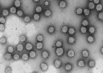 Un solo genotipo del coronavirus disparó los casos en España durante marzo