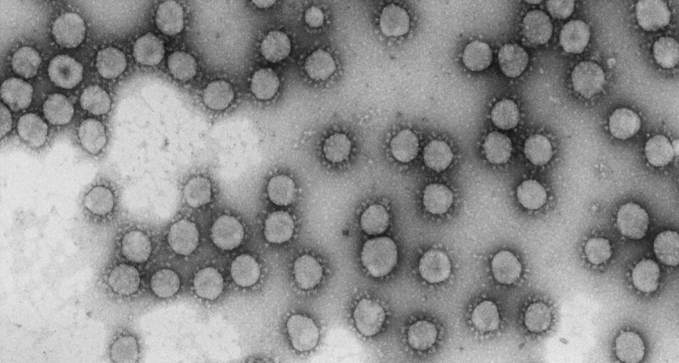 Un solo genotipo del coronavirus disparó los casos en España durante marzo