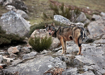 El Gobierno trabaja por la ampliación de la protección legal del lobo en España