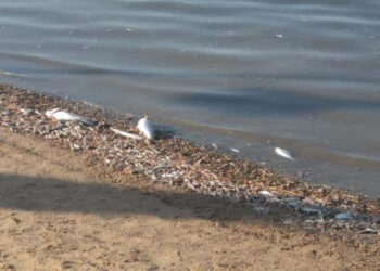 Aniversario mortalidad masiva de peces en el Mar Menor: un año después aún no se han tomado medidas y la situación es “insostenible”