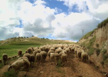 Unidas Podemos plantea incorporar un registro de contratos en la Ley de Cadena Alimentaria para garantizar precios justos para el campo