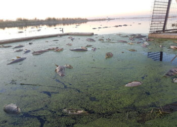 Fundación Global Nature alerta del riesgo de que L’Albufera se convierta en un Mar Menor tras la aparición de peces muertos en los arrozales