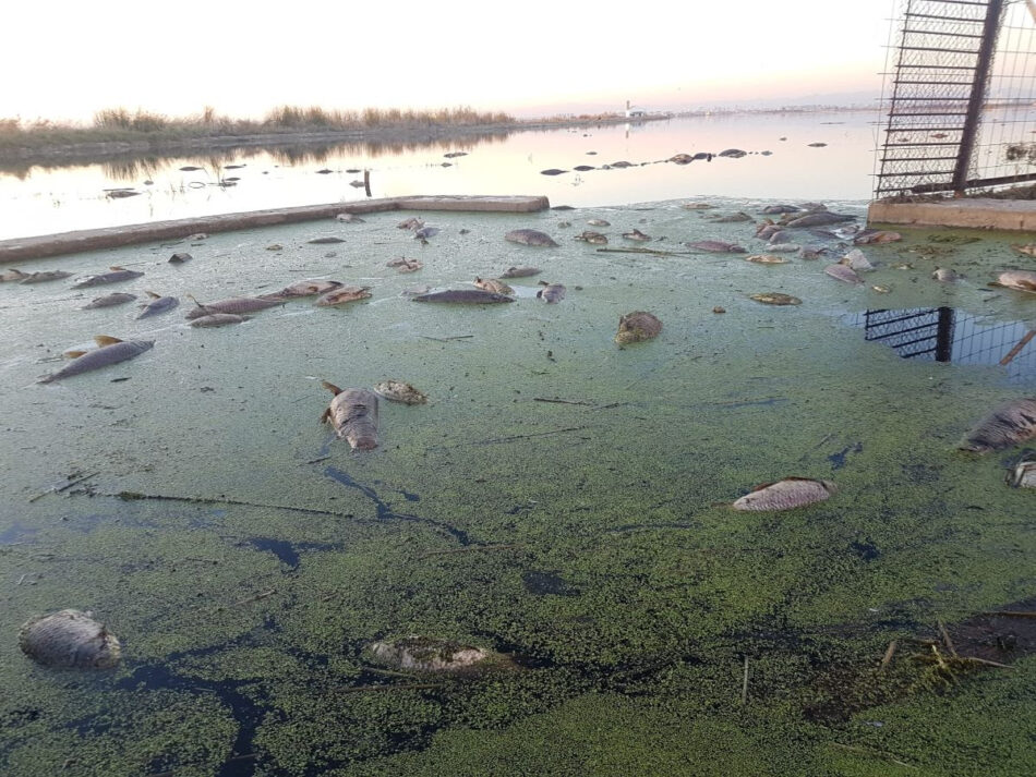 Fundación Global Nature alerta del riesgo de que L’Albufera se convierta en un Mar Menor tras la aparición de peces muertos en los arrozales