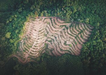 Cerca de 850.000 virus desconocidos en la naturaleza podrían infectar a las personas