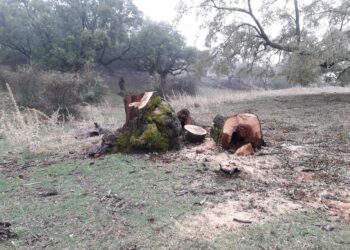 ENDESA destroza árboles centenarios en el Parque Natural de las Sierras Subbéticas