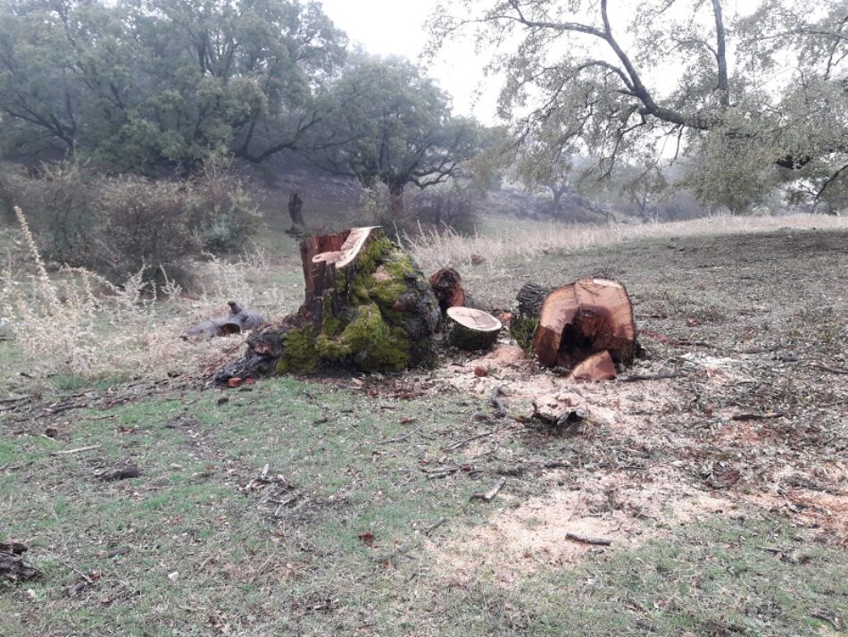 ENDESA destroza árboles centenarios en el Parque Natural de las Sierras Subbéticas