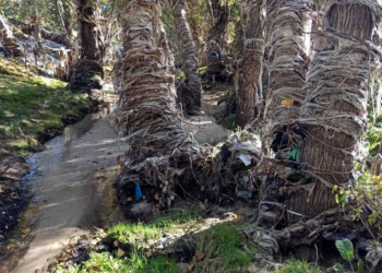 Millones de toallitas y aguas fecales inundan el río Jarama