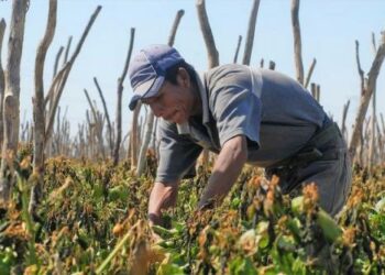 Jornaleros agrícolas, esclavos en la modernidad global