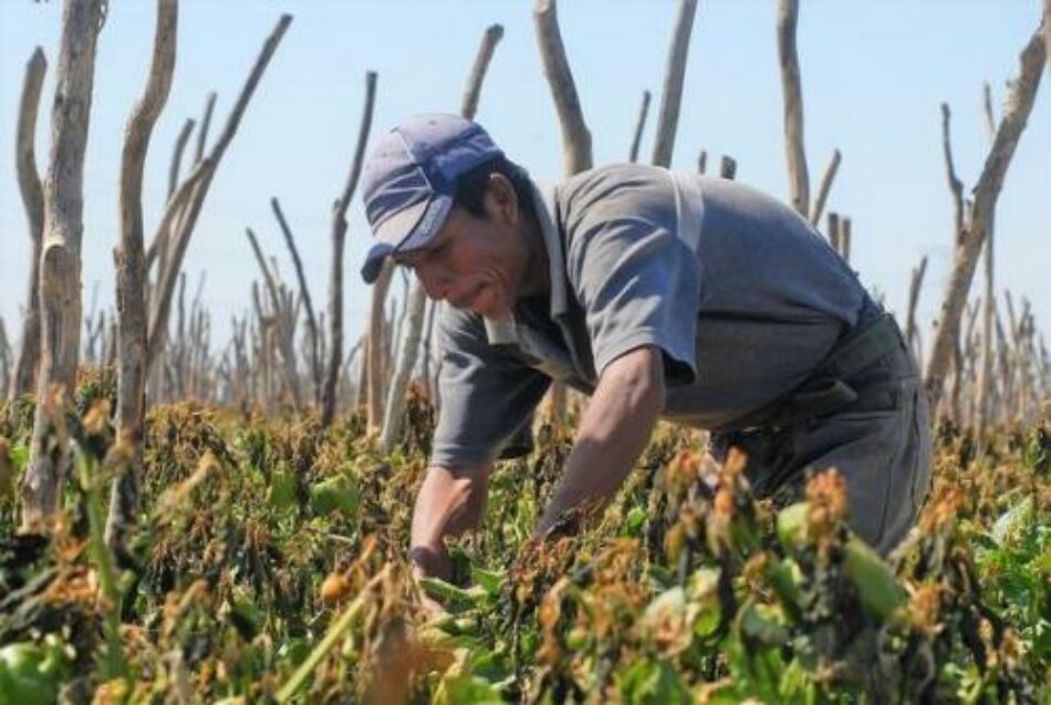 Jornaleros agrícolas, esclavos en la modernidad global