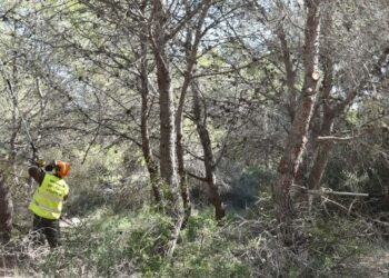 Ecologistas en Acción denuncia la «insostenibilidad de la Gestión Forestal Valenciana»