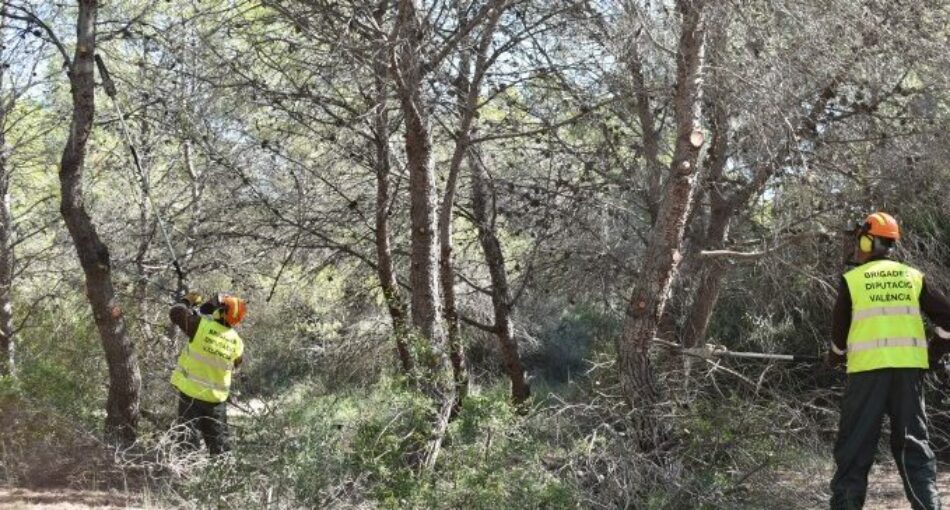 Ecologistas en Acción denuncia la «insostenibilidad de la Gestión Forestal Valenciana»