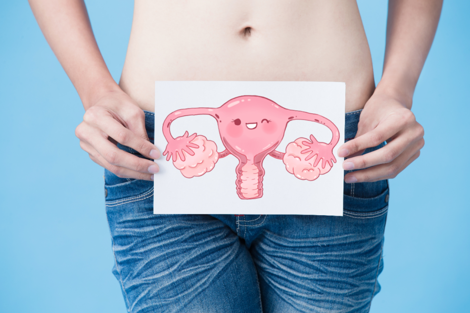 Decodifican por primera vez el comportamiento celular del endometrio humano