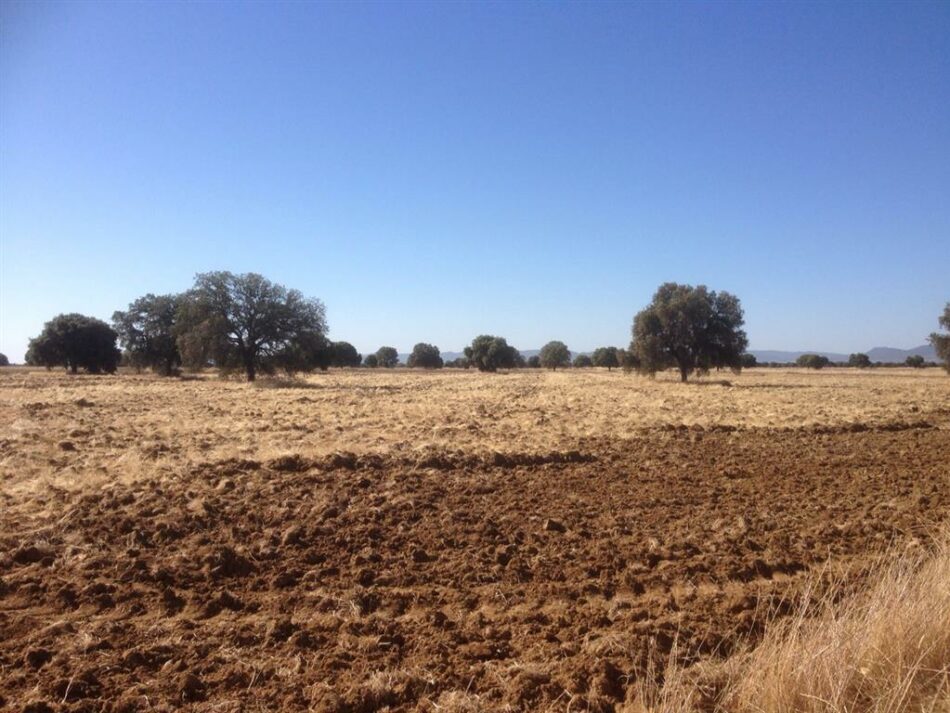 El Complejo Lagunar de La Albuera en peligro: seco a pesar de las lluvias de primavera y otoño.