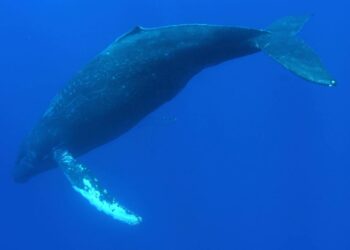 Los cantos de las ballenas jorobadas reflejan los cambios de sus poblaciones